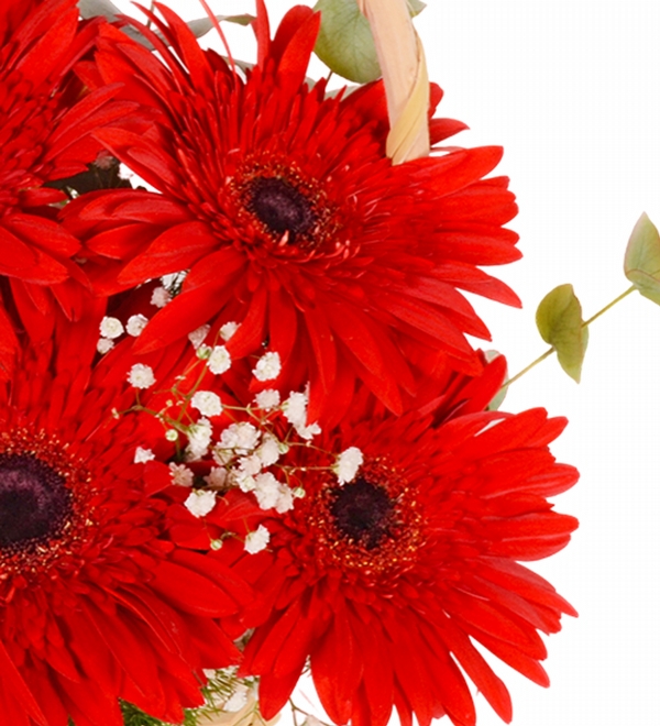 Kırmızı Gerbera Sepeti