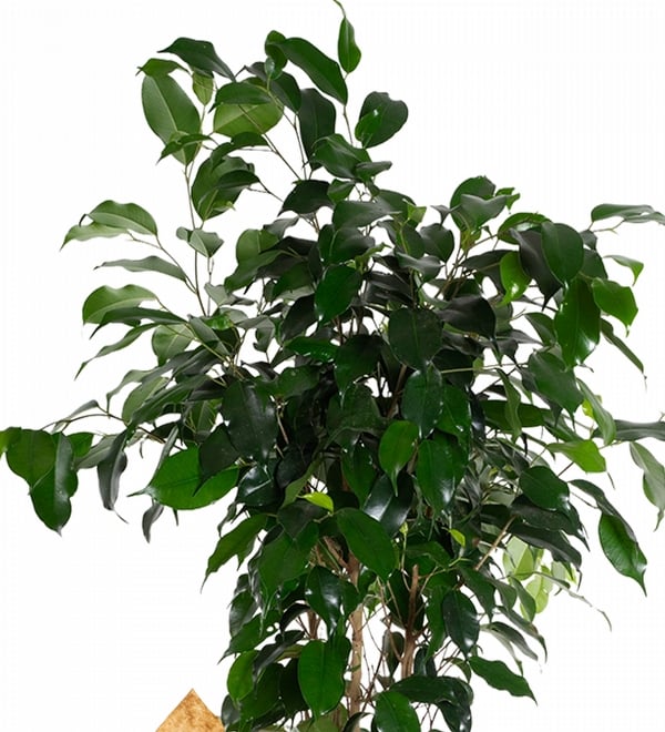 Kraft Ambalaj Kağıtlı Ficus Benjamin Bitkisi