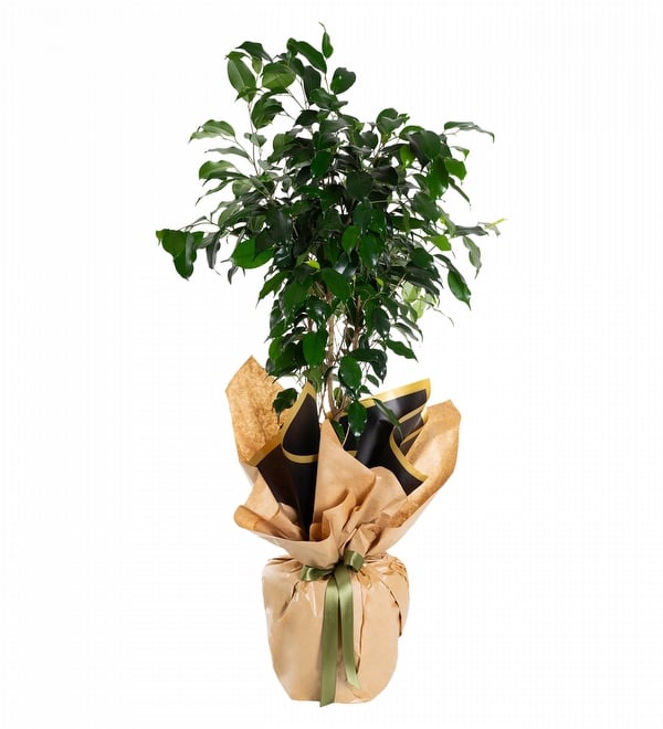 Kraft Ambalaj Kağıtlı Ficus Benjamin Bitkisi