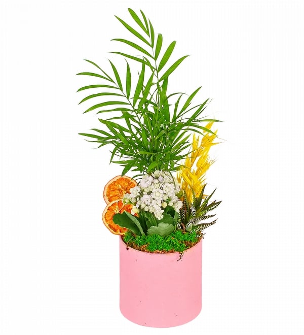 Saksıda Şamadora Beyaz Kalanşo Çiçeği ve Haworthia