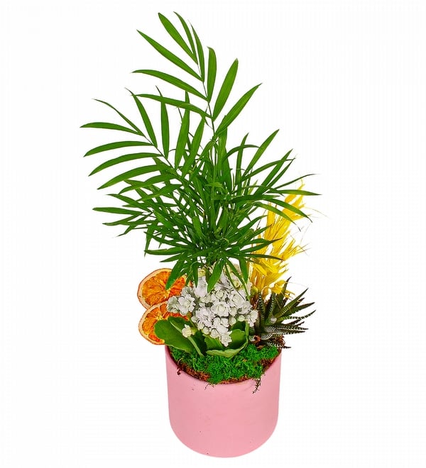 Saksıda Şamadora Beyaz Kalanşo Çiçeği ve Haworthia