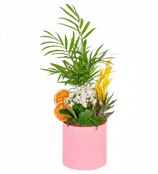 Saksıda Şamadora Beyaz Kalanşo Çiçeği ve Haworthia