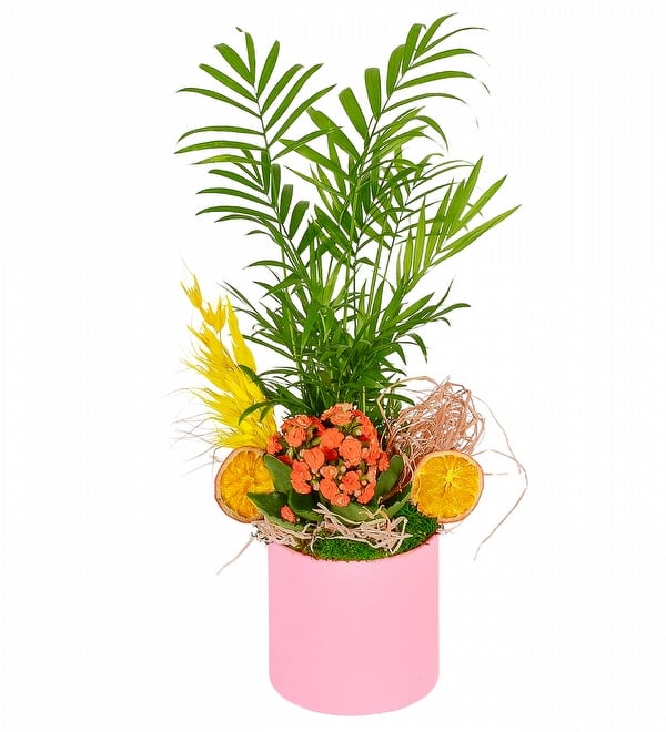 Pembe Beton Saksıda Şamadora ve Kalanşo