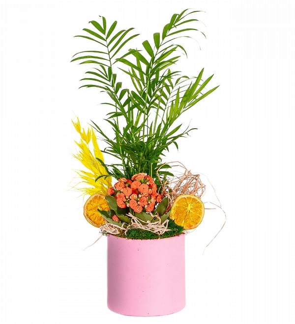 Pembe Beton Saksıda Şamadora ve Kalanşo