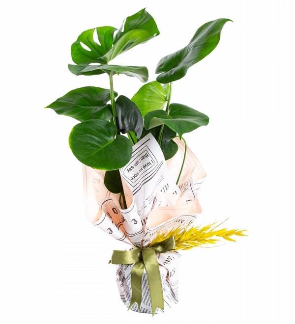 Gazete Ambalajlı Deve Tabanı Monstera Bitkisi