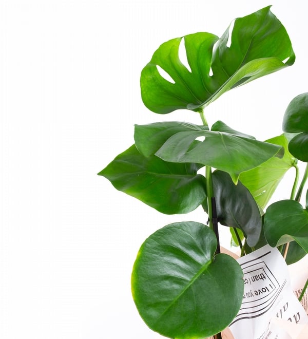 Gazete Ambalajlı Deve Tabanı Monstera Bitkisi