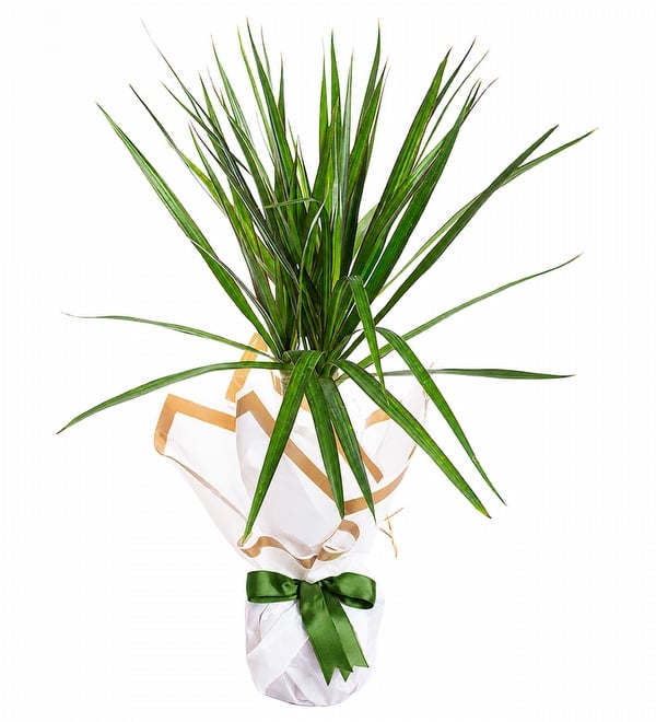 Dracaena Marginata Salon Çiçeği