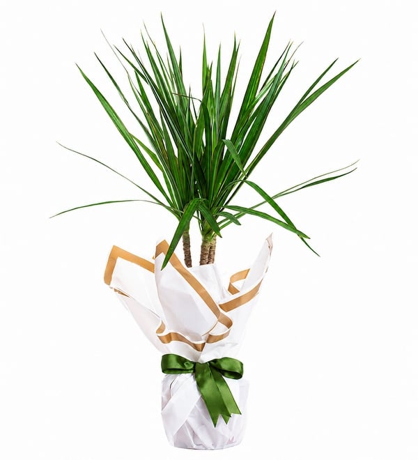 Dracaena Marginata Salon Çiçeği