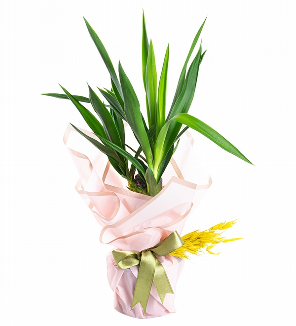 Tek Köklü Yucca Salon Çiçeği