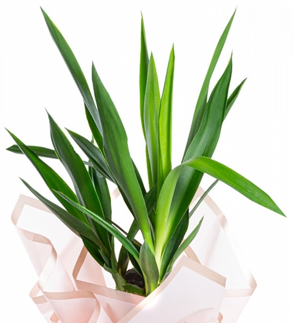 Tek Köklü Yucca Salon Çiçeği