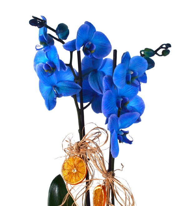 Magic Blue Saksıda Mavi Orkide