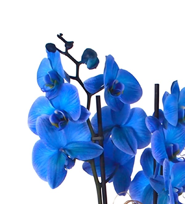 Magic Blue Saksıda Mavi Orkide