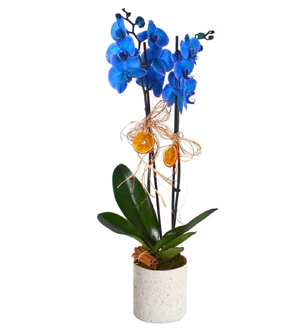 Magic Blue Saksıda Mavi Orkide