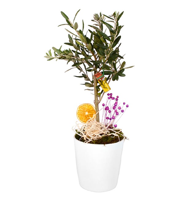 Nice Bonsai Zeytin Ağacı
