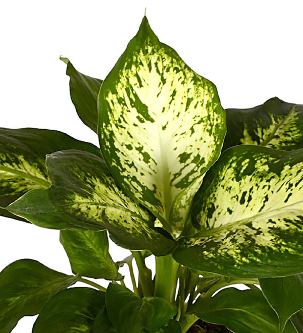 Small Tropic Dieffenbachia Bitkisi