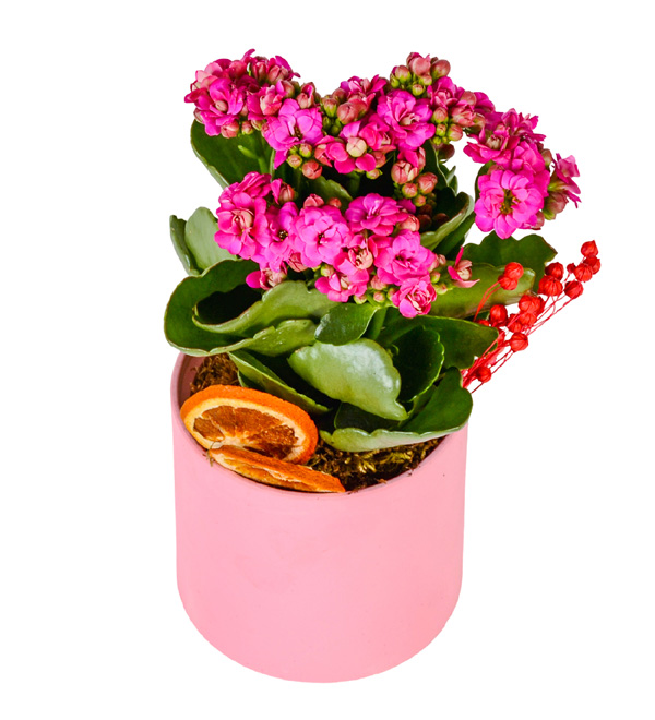 Saksıda Pembe Kalanşo