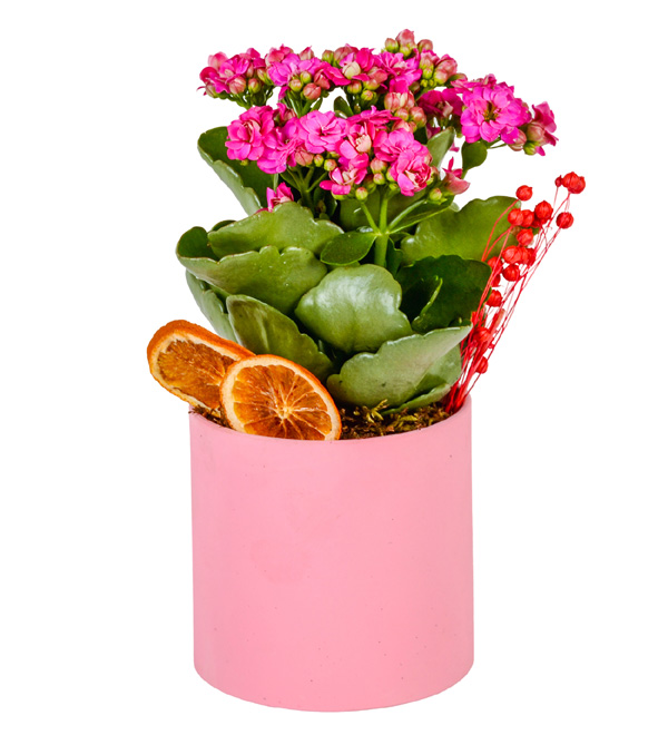 Saksıda Pembe Kalanşo