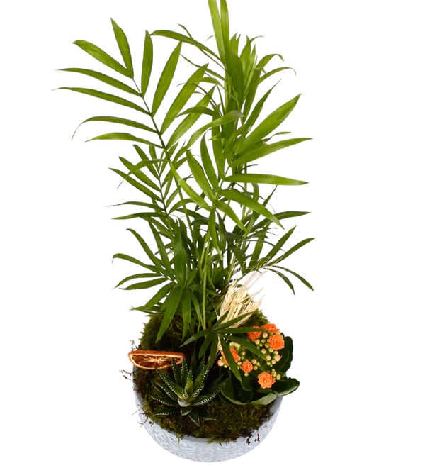 Green Garden Haworthia Kalanşo ve Şamadora