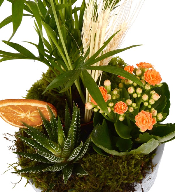 Green Garden Haworthia Kalanşo ve Şamadora