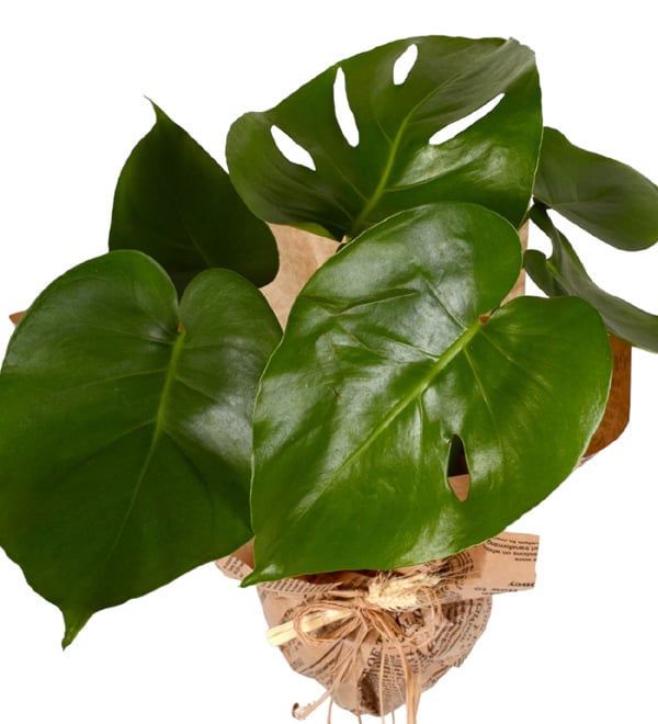 Monstera Bitkisi Deve Tabanı