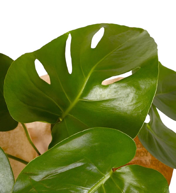 Monstera Bitkisi Deve Tabanı