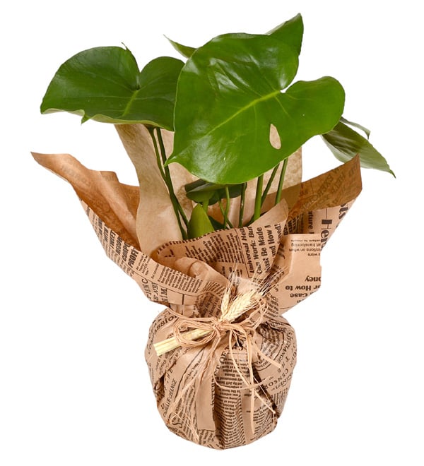 Monstera Bitkisi Deve Tabanı