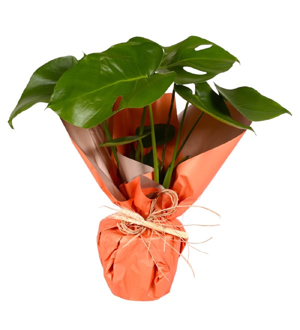 Orange Gift Deve Tabanı Monstera Bitkisi