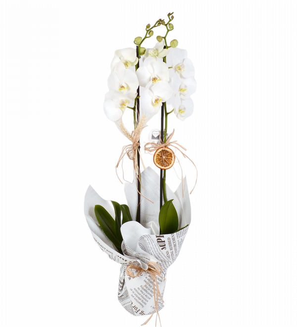White Dream 2 Dallı Beyaz Orkide