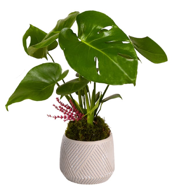 Big Leaf Desenli Saksıda Monstera Çiçeği