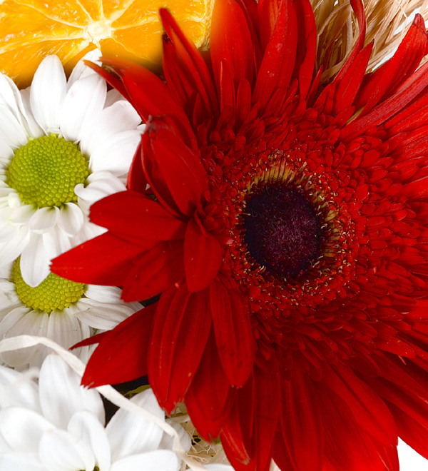 Spring Romance Vazoda Gerbera ve Papatyalar
