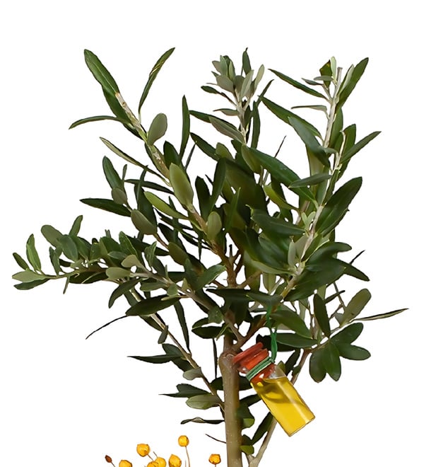 Green World Zeytin Ağacı