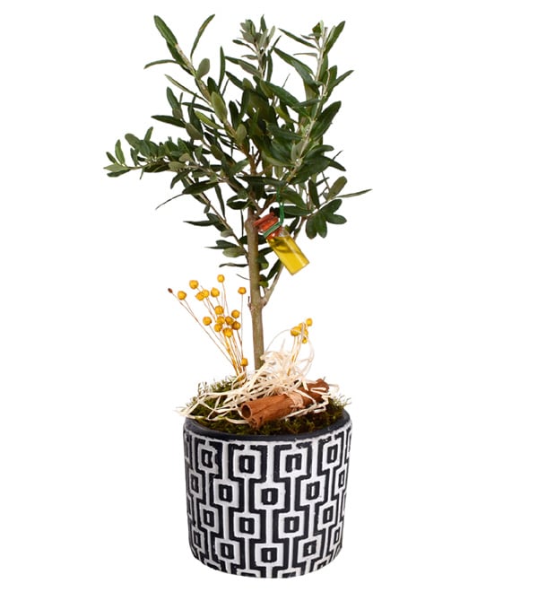 Green World Zeytin Ağacı