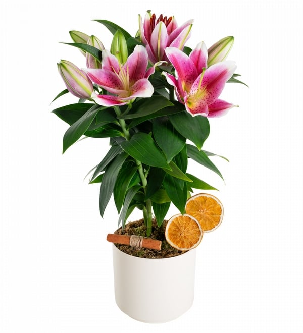 Elegance Serisi Saksıda Pembe Lilyum