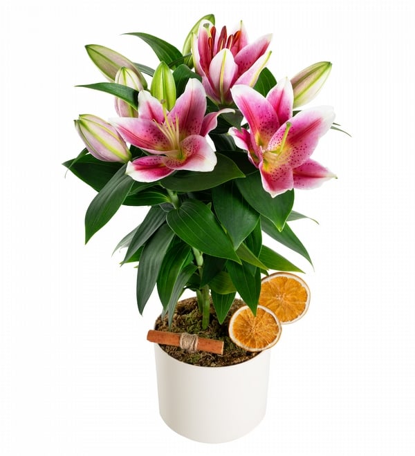 Elegance Serisi Saksıda Pembe Lilyum