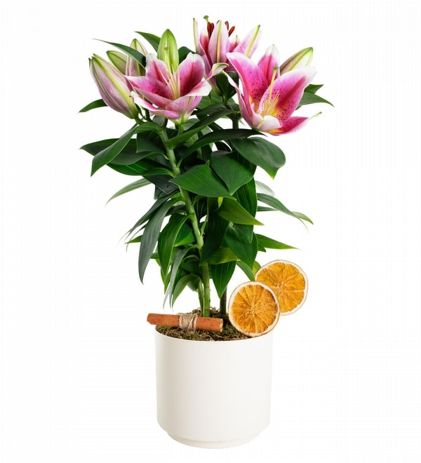 Elegance Serisi Saksıda Pembe Lilyum