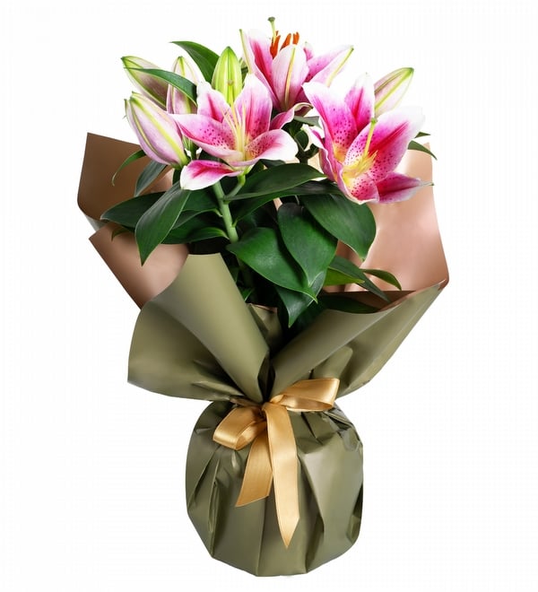 Yeşil Buket Kağıtlı Saksıda Pembe Lilyum