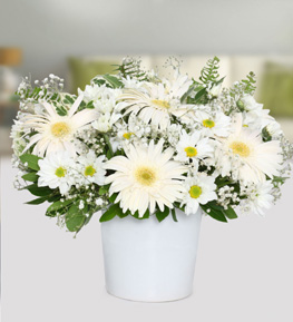Gerbera ve Krizantem