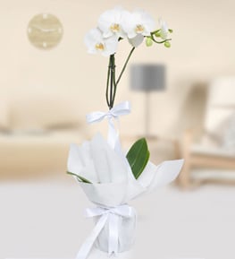 Beyaz Phalaenopsis Orkide