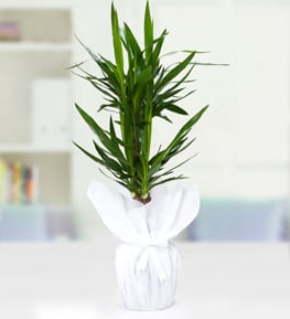 2 li Yucca Drasena
