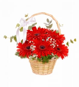 Kırmızı Gerbera Sepeti