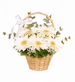 Beyaz Gerbera Sepeti