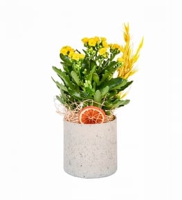 Beton Saksıda Sarı Kalanşo