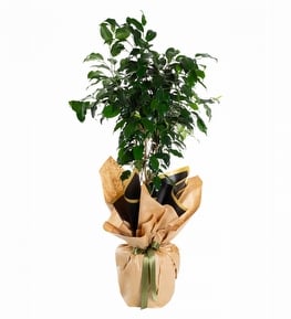 Kraft Ambalaj Kağıtlı Ficus Benjamin Bitkisi