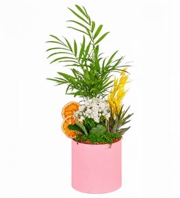 Saksıda Şamadora Beyaz Kalanşo Çiçeği ve Haworthia