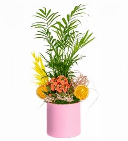 Pembe Beton Saksıda Şamadora ve Kalanşo