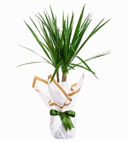 Dracaena Marginata Salon Çiçeği