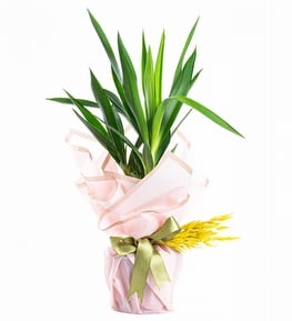 Tek Köklü Yucca Salon Çiçeği