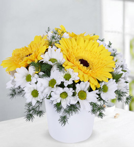 Papatya Gerbera Bahçesi