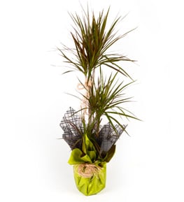 Dracena Marginata 3 lü