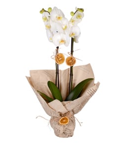Pure White Çift Dallı Beyaz Orkide